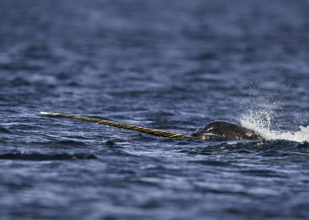 Why do narwhals have tusks?